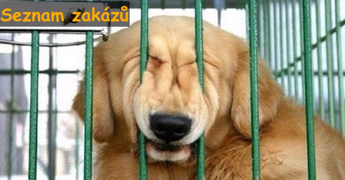 10 věcí, které psovi nikdy nedělejte