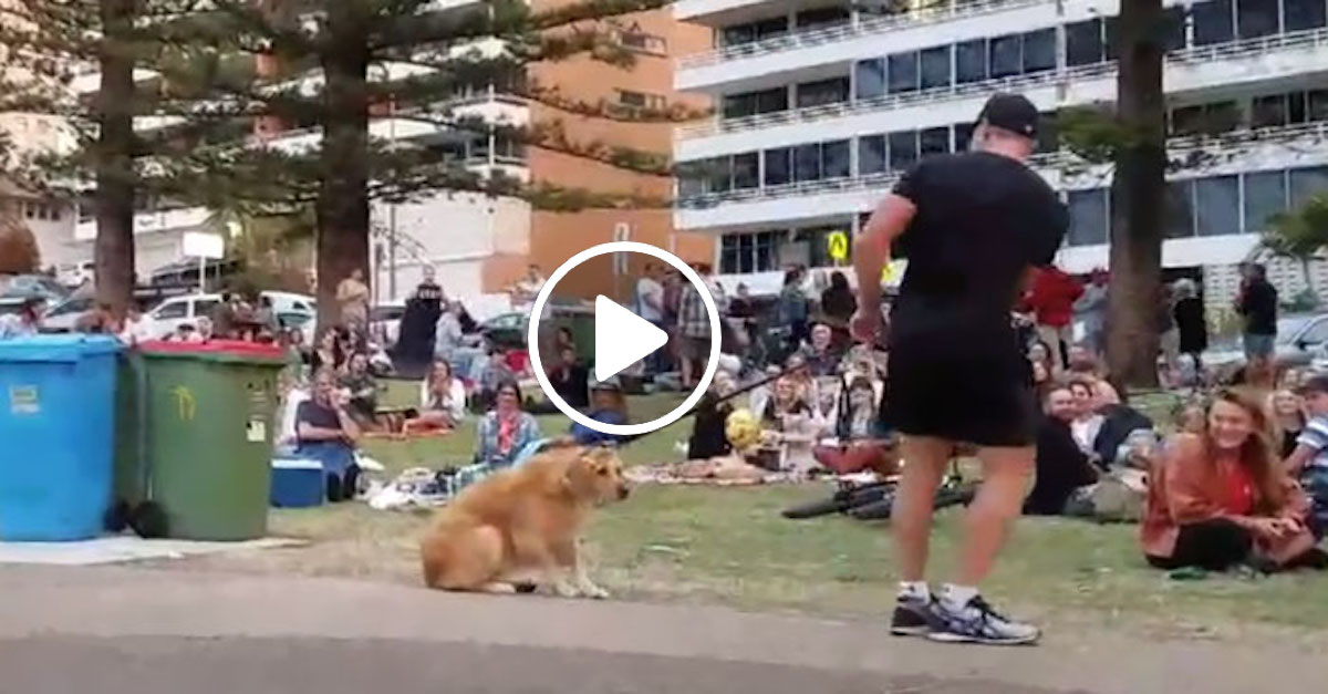 Zlatý retrívr hraje mrtvého, aby mohl zůstat s kamarády