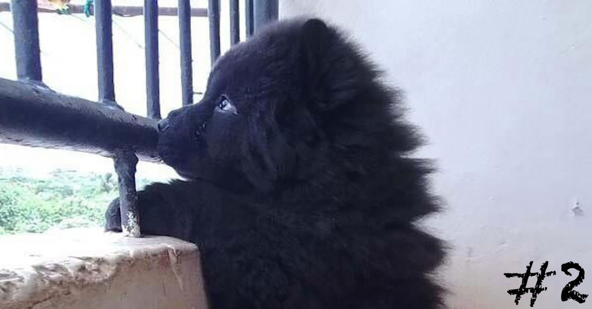 10+ štěňat, která vypadají jako méďové #2