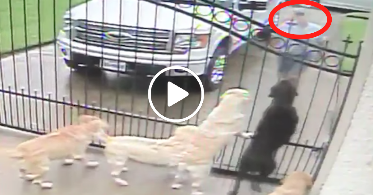 Skrytá kamera: Co dělal nový pošťák psům, když nikdo nebyl doma?