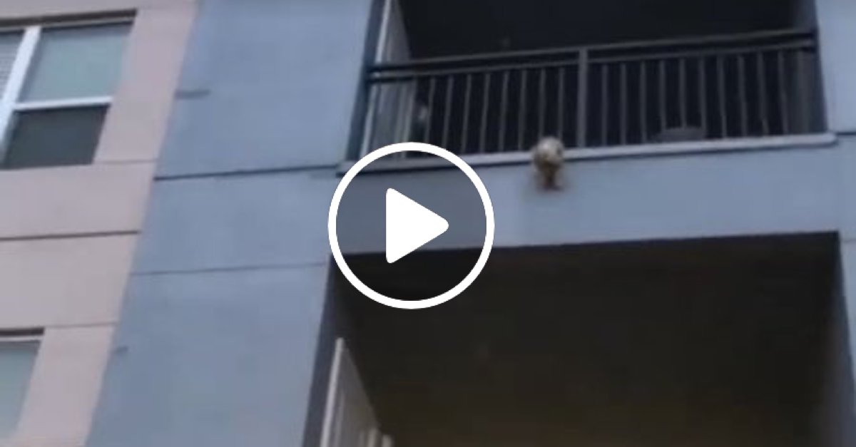 Lidé viděli psa na balkóně a věděli, že ho budou muset chytat