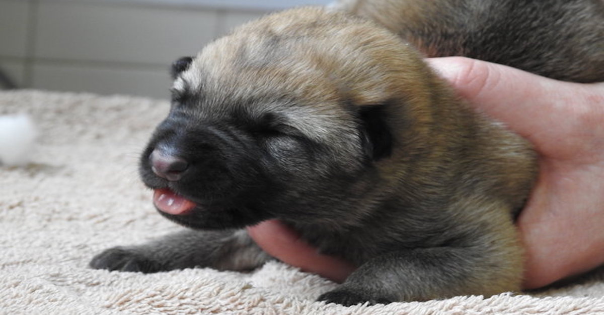 Malé štěně adoptované ve věku 4 dnů je nyní tím nejšťastnějším psem