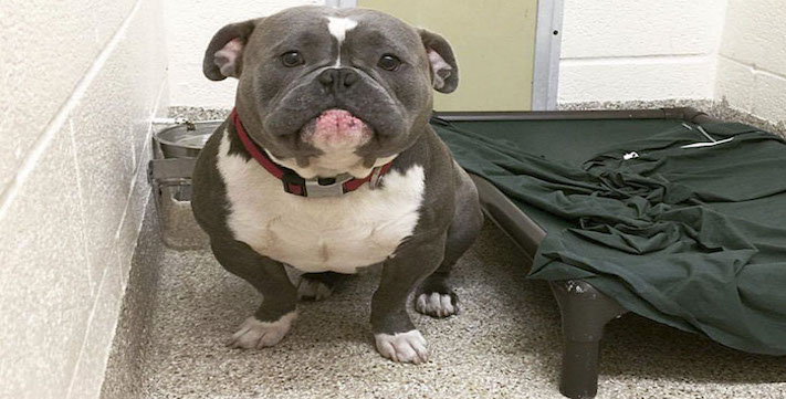 Internet zachránil tohohle psa z útulku, jeho fotografie nás zahřály u srdce