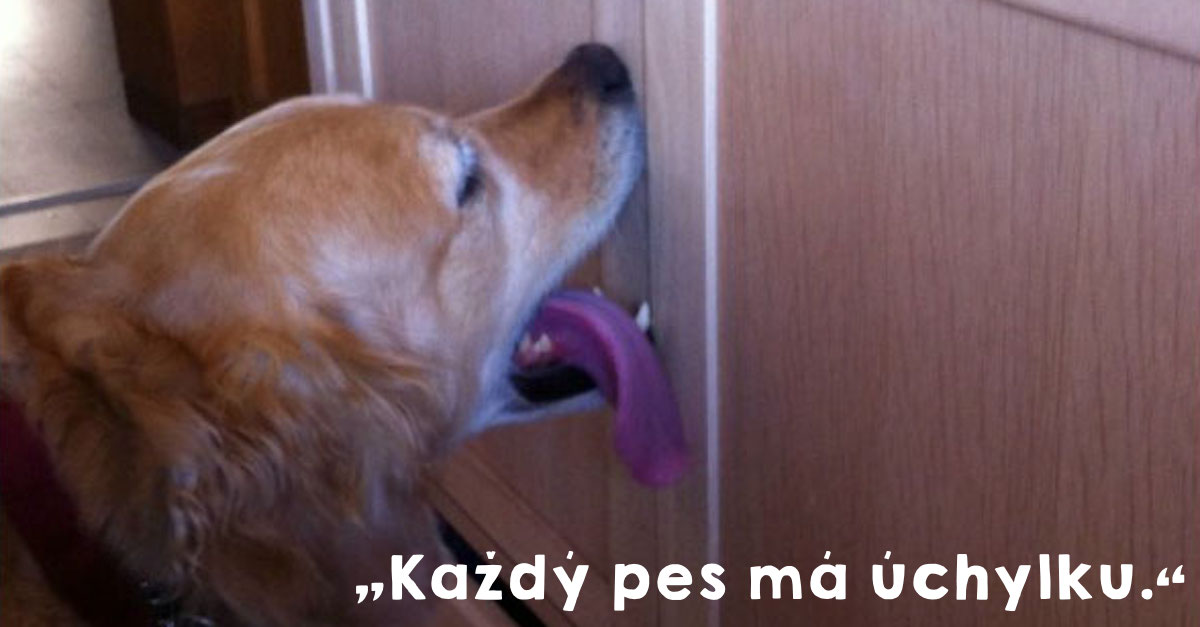 Pes olizoval dveře, když chtěl ven. Ale majitelé se přestěhovali a přišlo šílenství