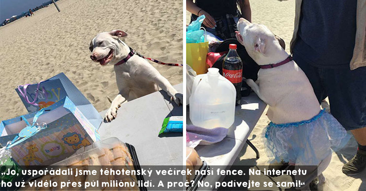 Fenka měla vlastní těhotenský večírek, který si zamilovaly stovky tisíc lidí