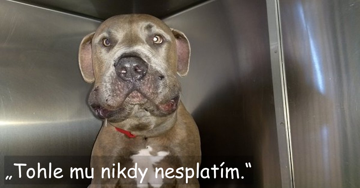 Pitbul hrdina: Zachránil děti před uštknutím jedovatého hada