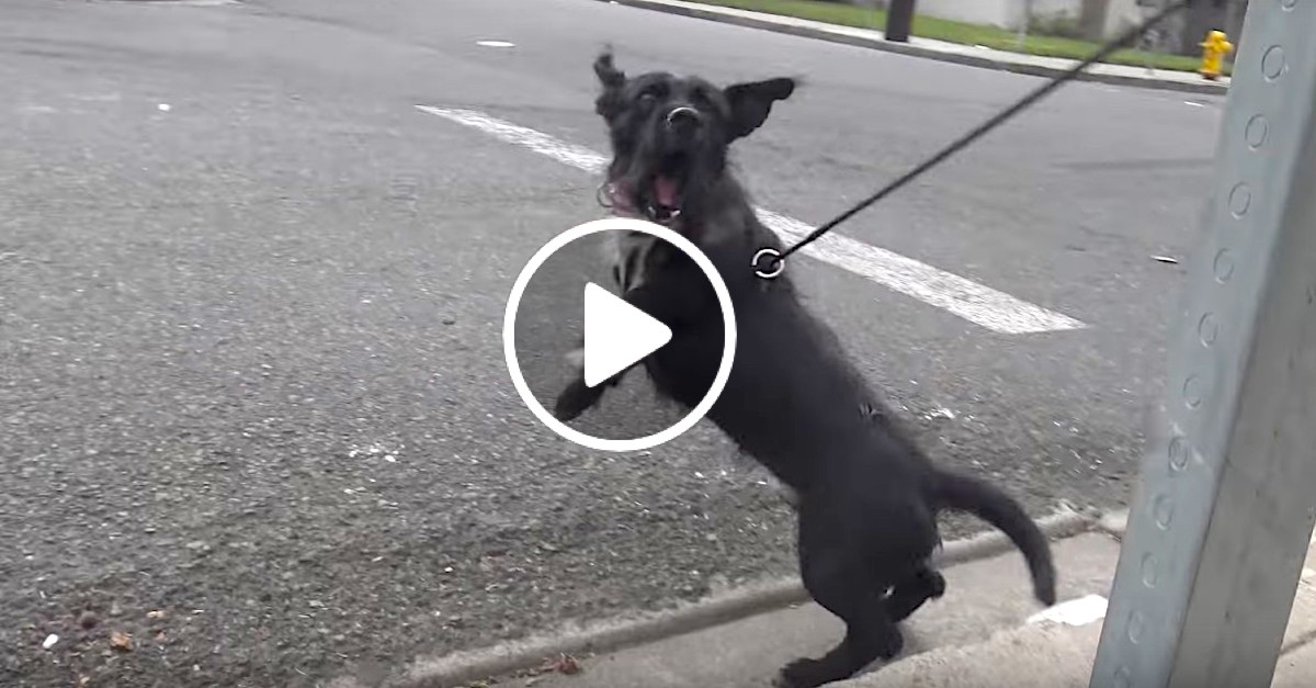 Vystrašený pes si dokonale užil okamžik, když zjistil, že je v bezpečí