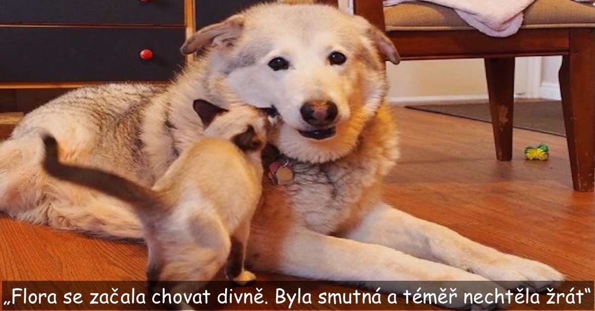 Pes, který ztratil nejlepšího přítele, byl stále mrzutý - než adoptoval 4 koťata