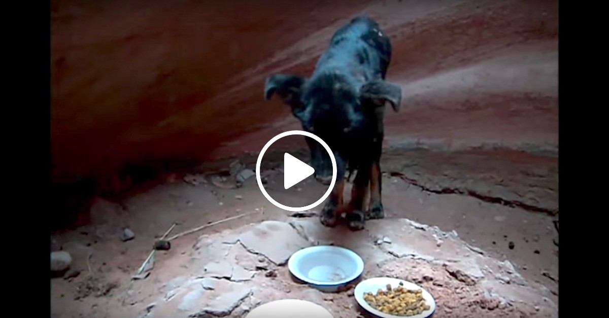 „Zachránili jsme psa z úzkého kaňonu!“