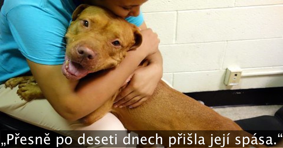 Pes skončil v útulku, protože byl „příliš velký“, naštěstí vše dobře dopadlo