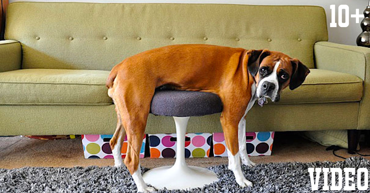 10+ psů, kteří se vtipně uvelebili