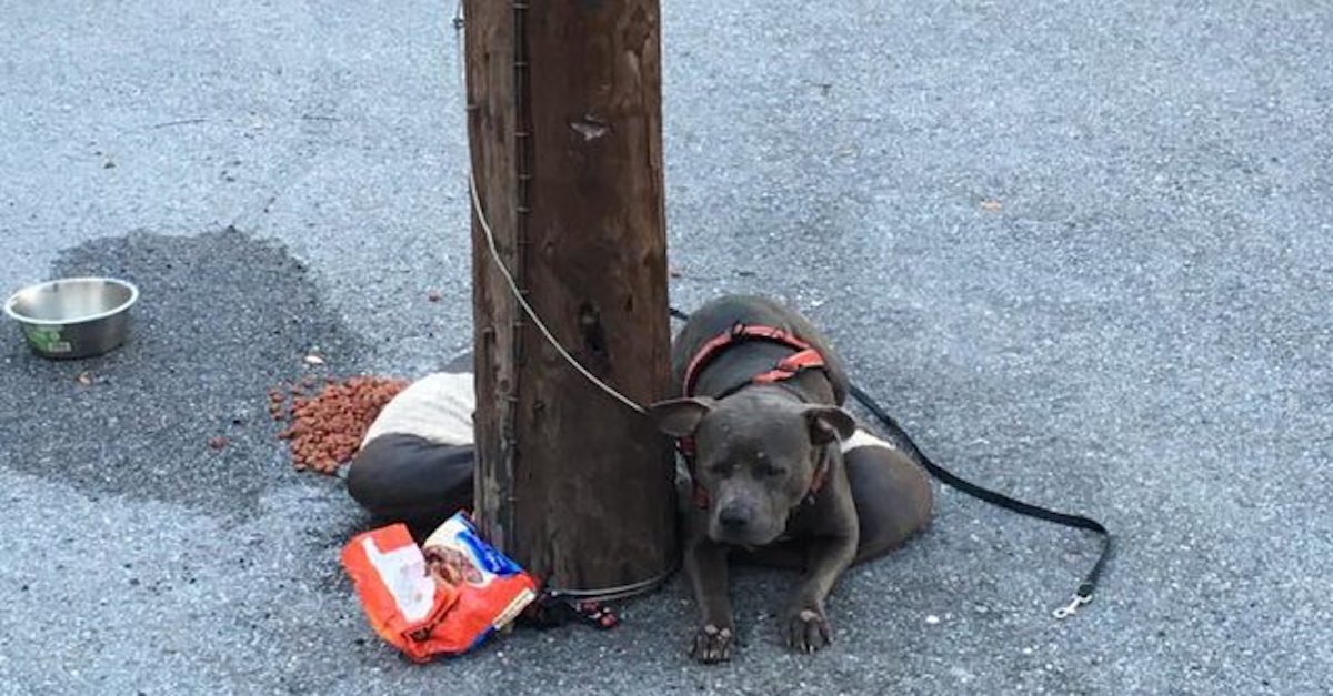 Psa vyhodili před kočičí útulek se všemi jeho věcmi, ale naštěstí…