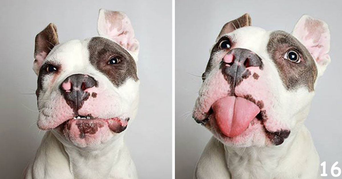 16 psů a jejich obrázky, které jim pomohly najít nový domov