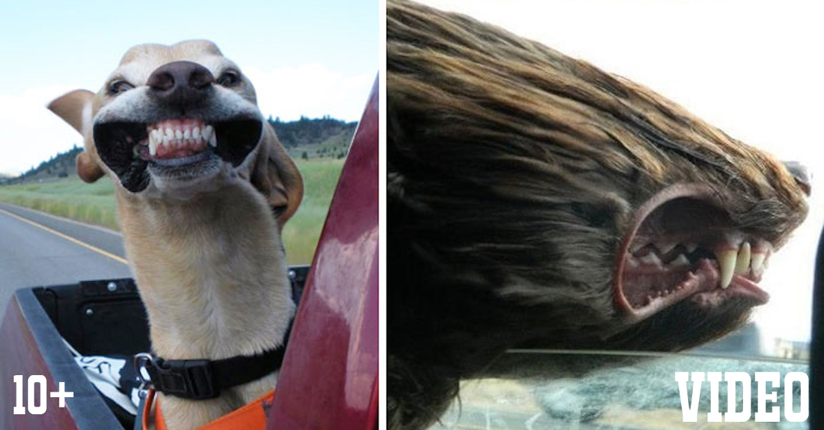 10+ psů, kteří milují jízdu autem