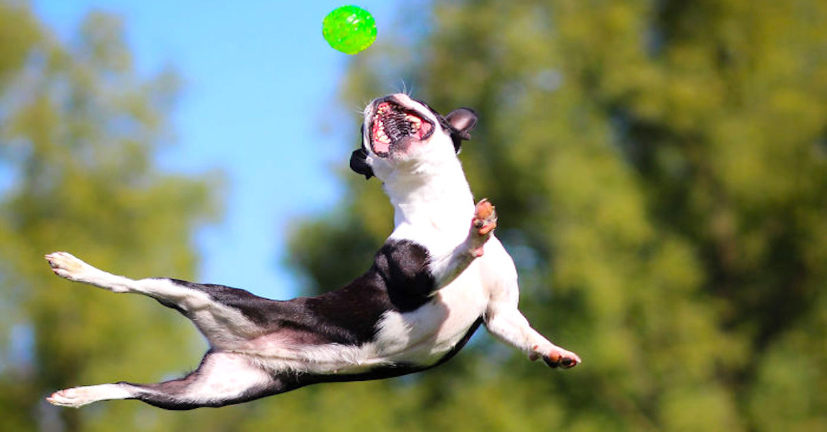 Vyfotila jsem svého psa, abych Vám dokázala, že je to akrobat