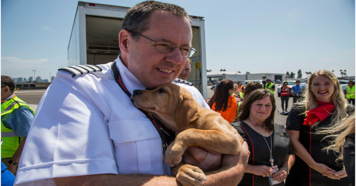 Letecká společnost plnila letadla domácími mazlíčky, kteří přišli o domov