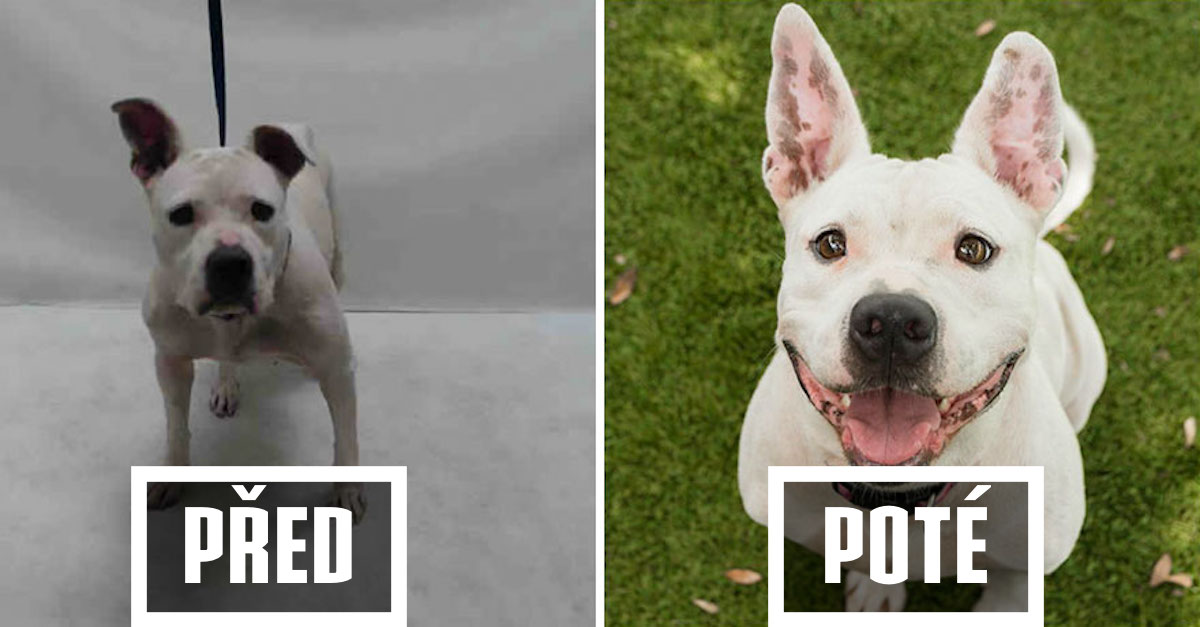 9+ obrázků PŘED a POTÉ, které dokazují, že psi v útulku potřebují dobré fotografy