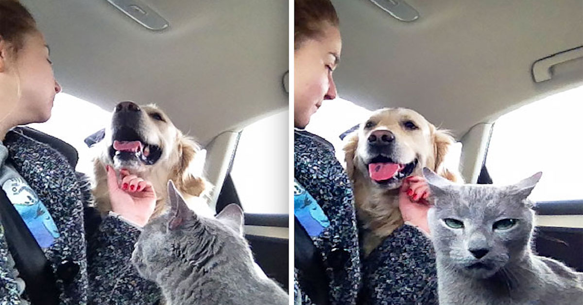 10+ pejskařů, kteří chtěli chovat i kočky, ale úplně to nefungovalo…