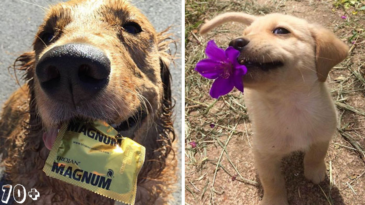 10+ psů, kteří přinesli majiteli tu nejvíce neočekávanou věc