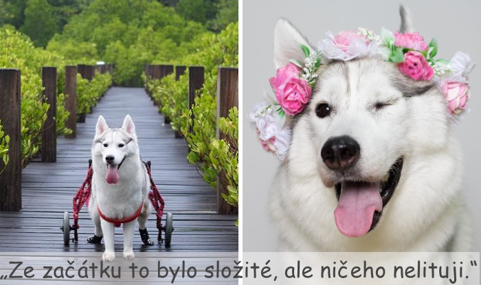 Husky se narodil bez tlapek, ale pak ho adoptovali a je z něj ten nejšťastnější pes na kolečkách