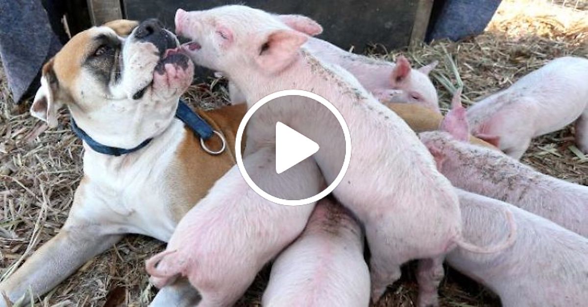 Pes z ulice adoptoval 8 prasátek, a to je ta nejlepší věc, kterou dnes uvidíte