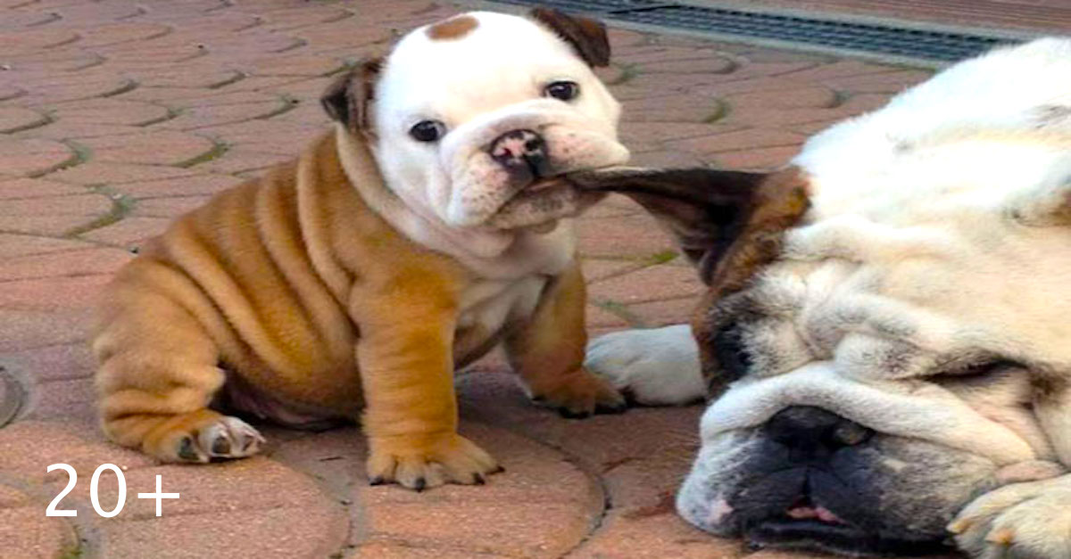 20+ buldočků, kteří Vás zahřejí u srdce