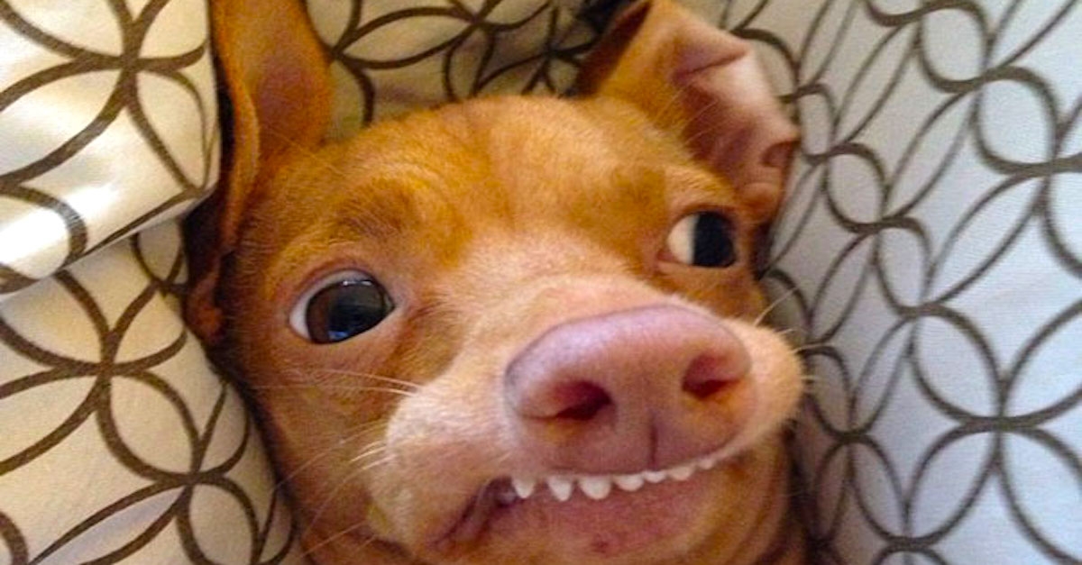 Adoptovaný chlupáč se stal internetovou senzací, sledují ho 2 miliony fanoušků