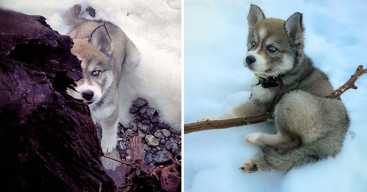 Zachránila jsem huskyho, který mě později ochránil před příšerným vztahem