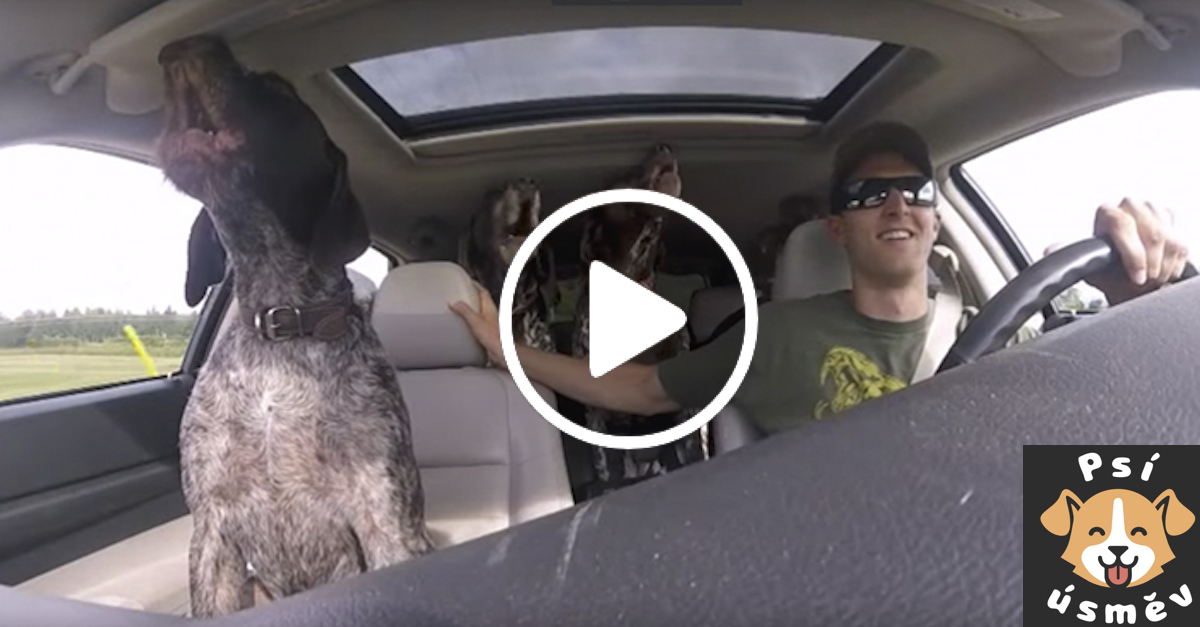 Psí smečka v autě zešílela, když psi zjistili, že míří do psího parku
