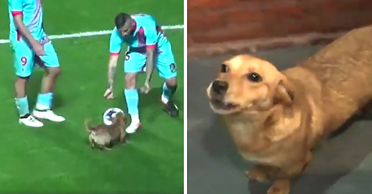 Zatoulaný pes narušil fotbalový zápas, ale u fanoušků zvítězil!
