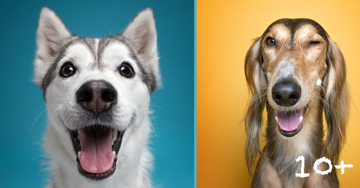 Dokázali jsme, že každý pes má svou lidskou osobnost