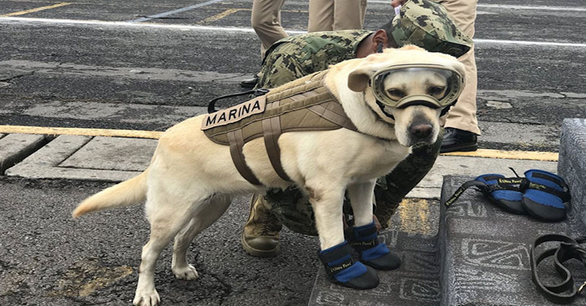 „Pes drsňák:“ Zachránil 52 lidí a nyní hledá přeživší po zemětřesení v Mexiku