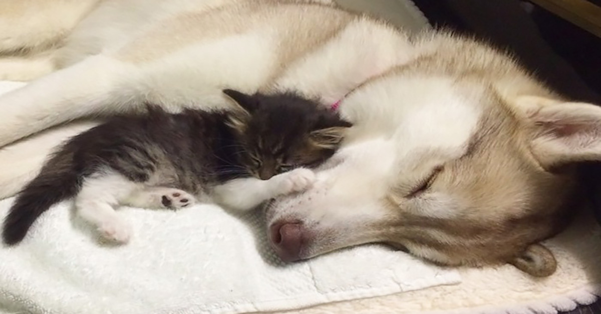 Mysleli si, že tohle kotě zemře, ale pak potkalo fenku huskyho...