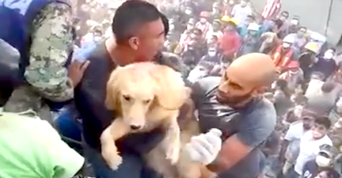 V sutinách po zemětřesení objevili přeživšího psa [VIDEO]