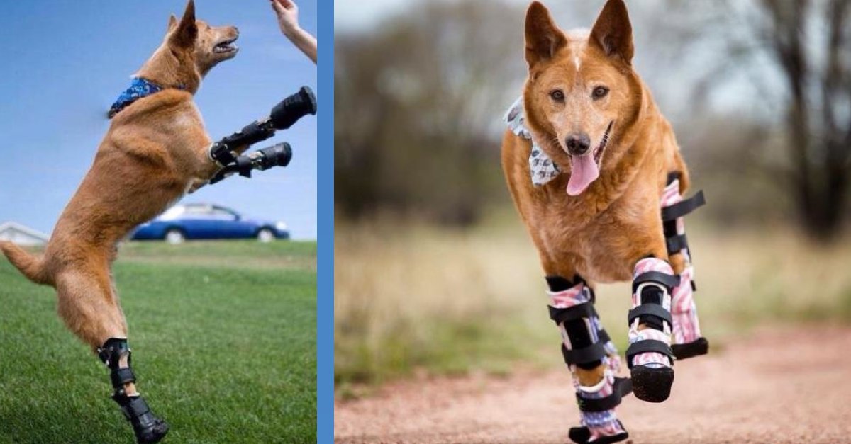 První pes na světě, který má 4 protézy na všech končetinách