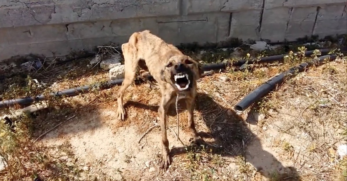 Životní příběh Laly zachránila láska