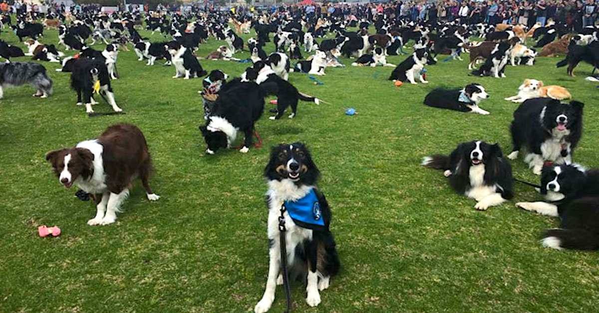 576 border kolií překonalo světový rekord