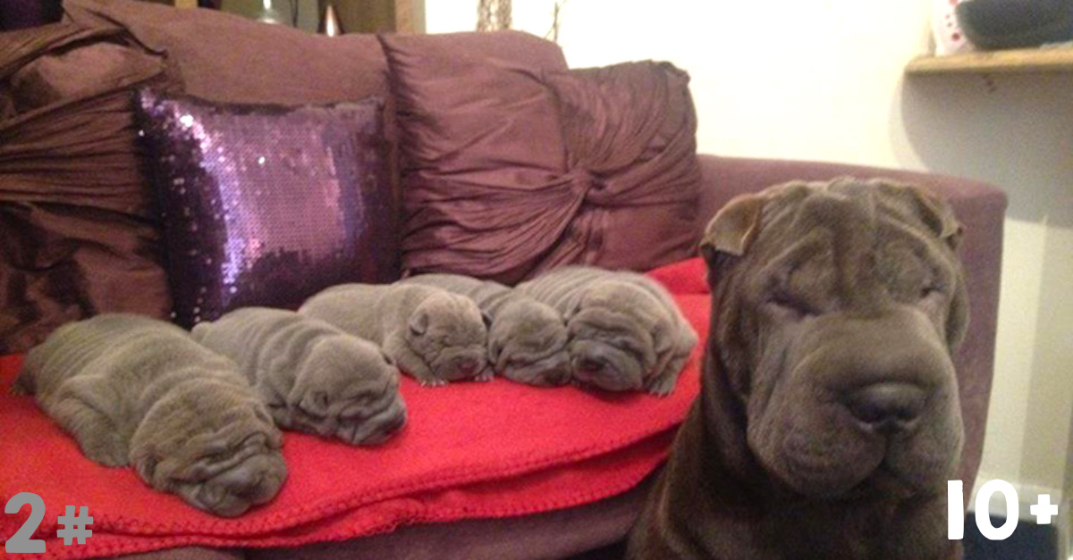 10+ psů se svými roztomilými drobečky ❤