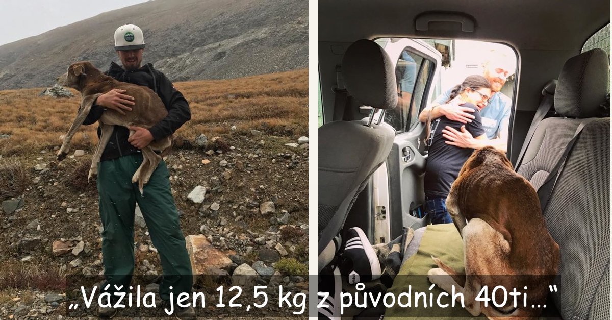 Vysokohorští turisté objevili uvězněného psa, který v horách strávil 6 týdnů