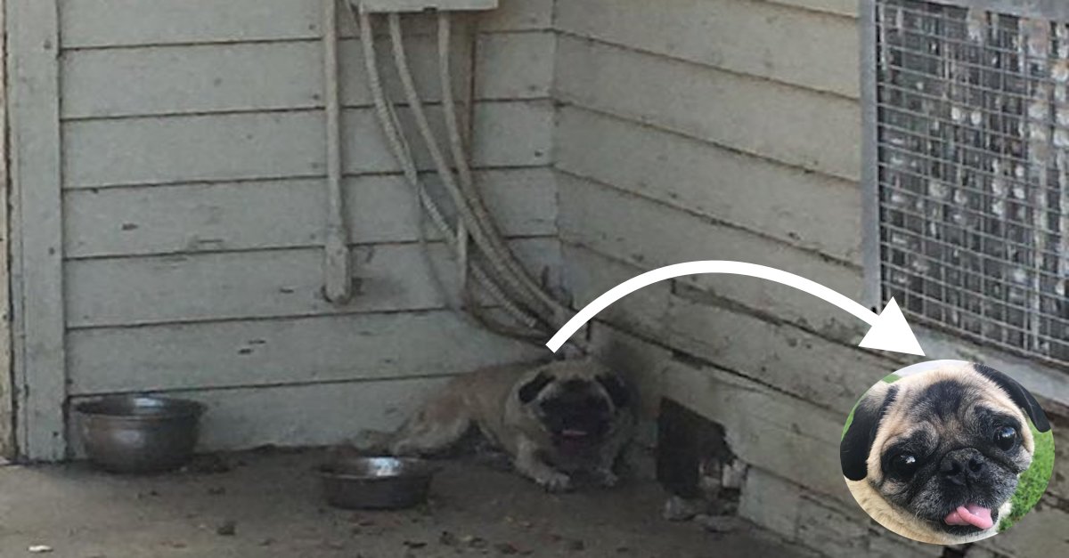 Pes, který strávil roky zavřený při 40ti °C, má konečně nový domov