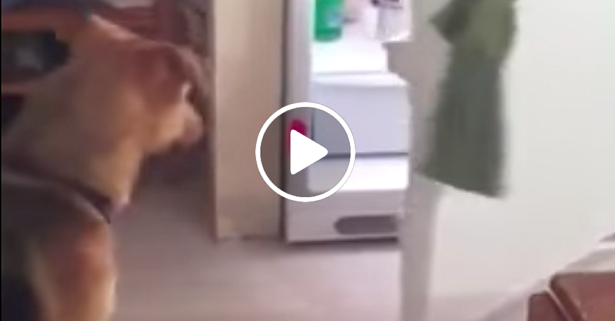 Pašák Ray z útulku umí nový kousek