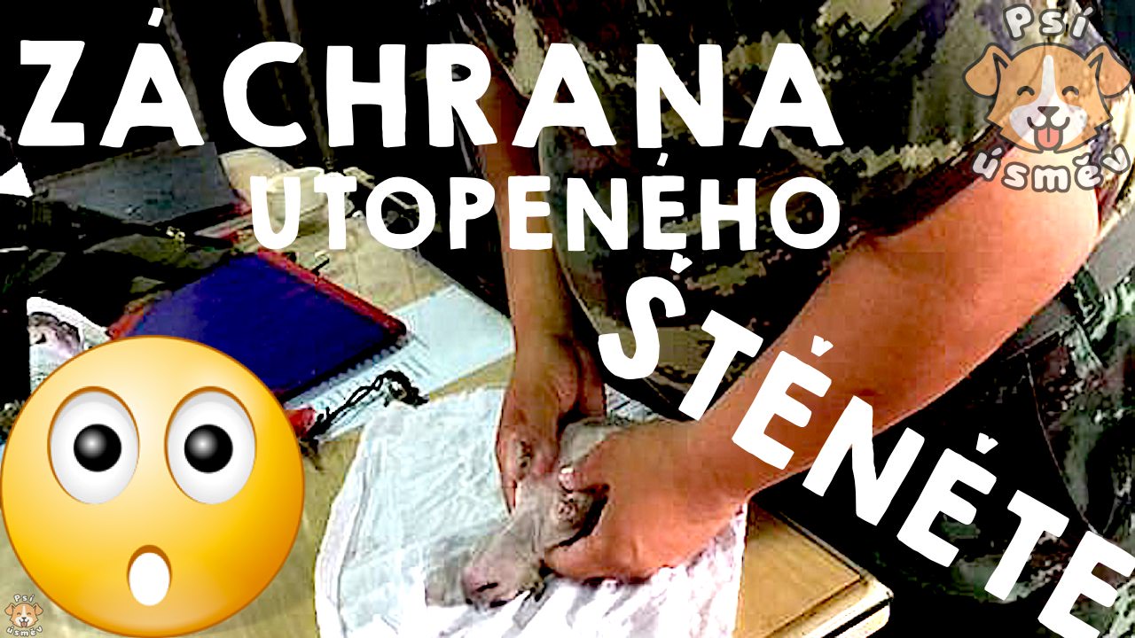 Voják zachránil utopené štěně poskytnutím první pomoci