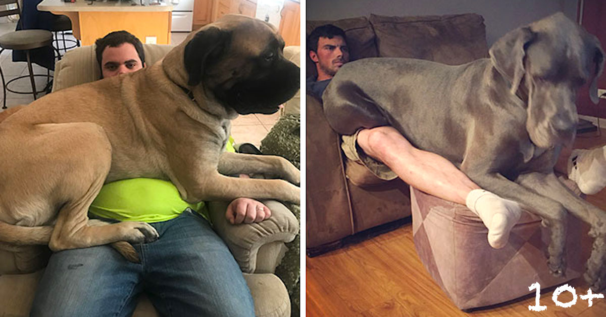 10+ psů, kteří jsou větší než si myslí a zaplní celý Váš klín