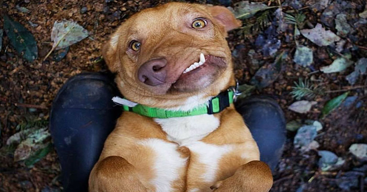 Tohle je Picasso, dokonale nedokonalý pes, kterého nikdo nechtěl