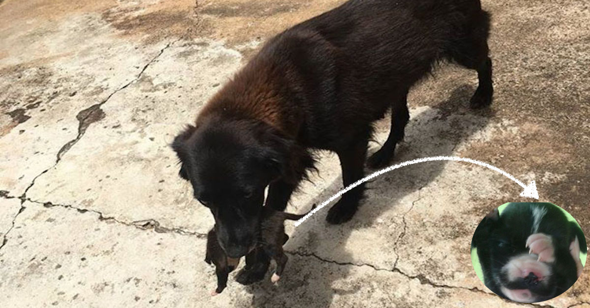 Přehraboval se v odpadcích, ale pak se ukázalo, že se snaží zachránit život