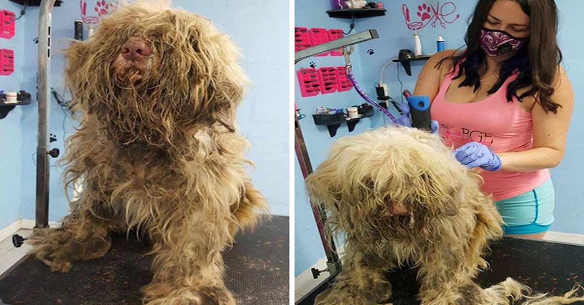 Psí salón otevírá o půlnoci, aby psy zvelebila a našla jim nový domov