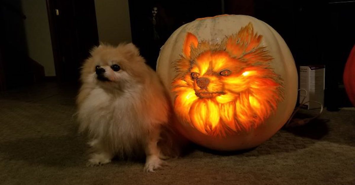 Na Halloween jsem do dýně vyřezal svého pomeraniana Sof