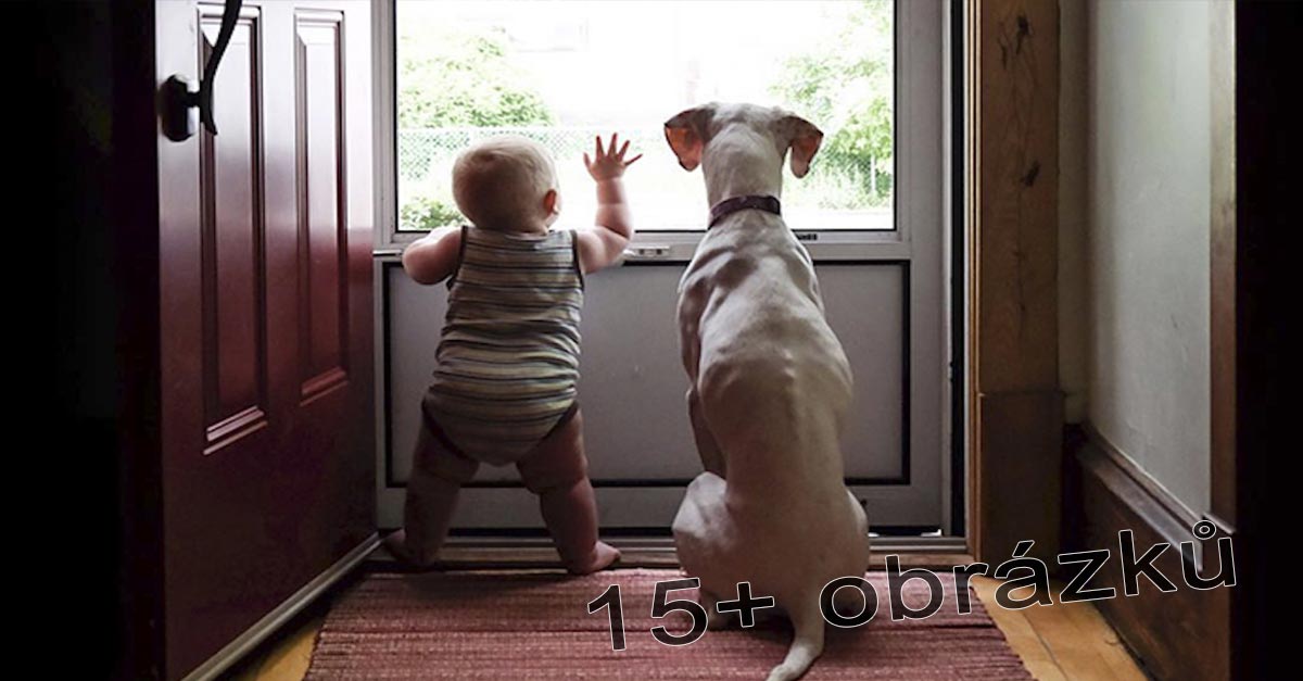 Týraný pes se bojí naprosto všeho, kromě tohoto dítěte, jejich fotografie nás zahřály u srdce