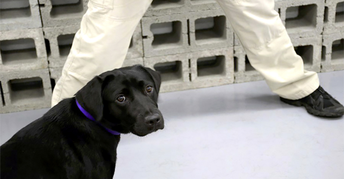 Lulu vyhodili ze CIA, protože si raději hrála, než vyhledávala bomby