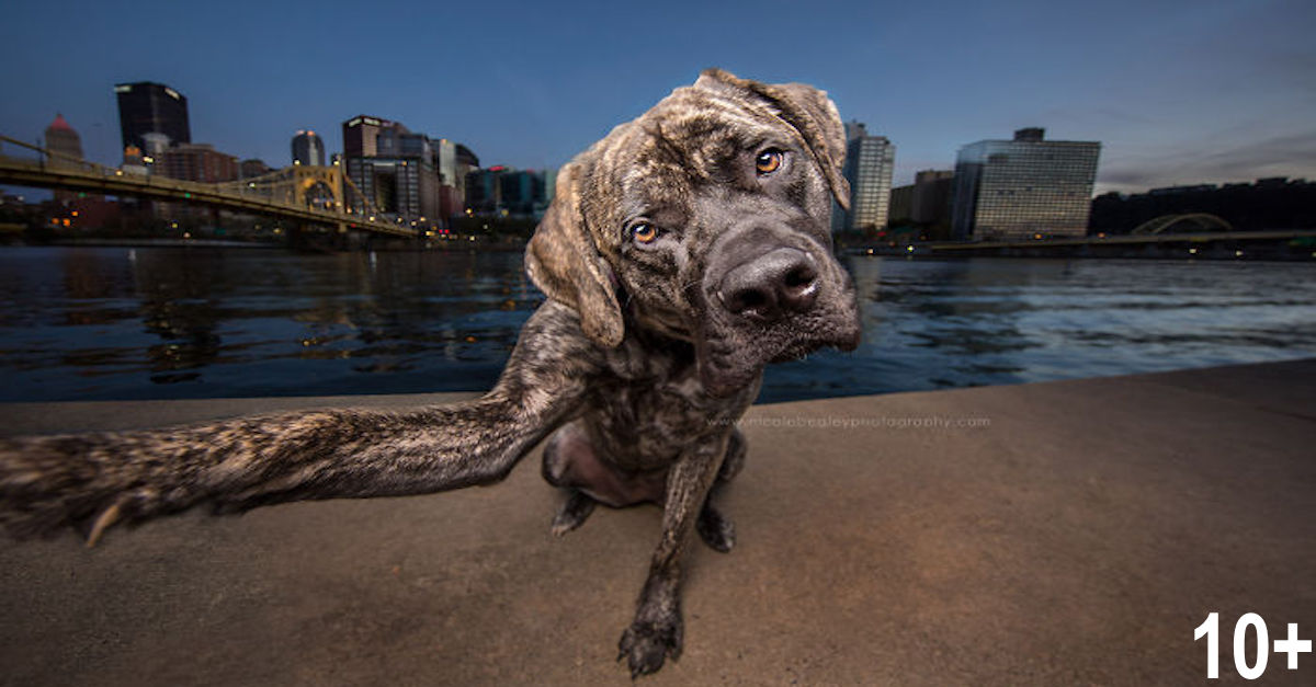 Psi, kteří dokonale zvládají selfie (10+ obrázků)